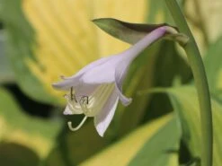 Funkie 'Pauls Glory' -Günstiges Erd Seele Geschäft funkie pauls glory m059101 w 2