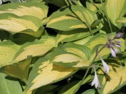 Funkie 'Pauls Glory' -Günstiges Erd Seele Geschäft funkie pauls glory m059101 w 3