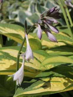 Funkie 'Pauls Glory' -Günstiges Erd Seele Geschäft funkie pauls glory m059101 w 4