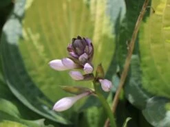 Funkie 'Pauls Glory' -Günstiges Erd Seele Geschäft funkie pauls glory m059101 w 5