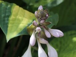 Funkie 'Pauls Glory' -Günstiges Erd Seele Geschäft funkie pauls glory m059101 w 6