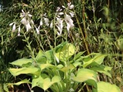 Funkie 'Pauls Glory' -Günstiges Erd Seele Geschäft funkie pauls glory m059101 w 7