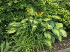 Funkie 'Pauls Glory' -Günstiges Erd Seele Geschäft funkie pauls glory m059101 w 8