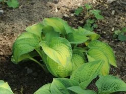 Funkie 'Pauls Glory' -Günstiges Erd Seele Geschäft funkie pauls glory m059101 w 9