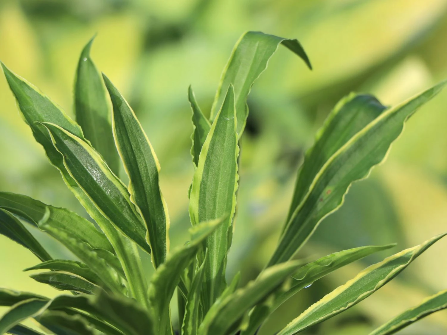 Funkie 'Stiletto' 3 Funkie 'Stiletto'