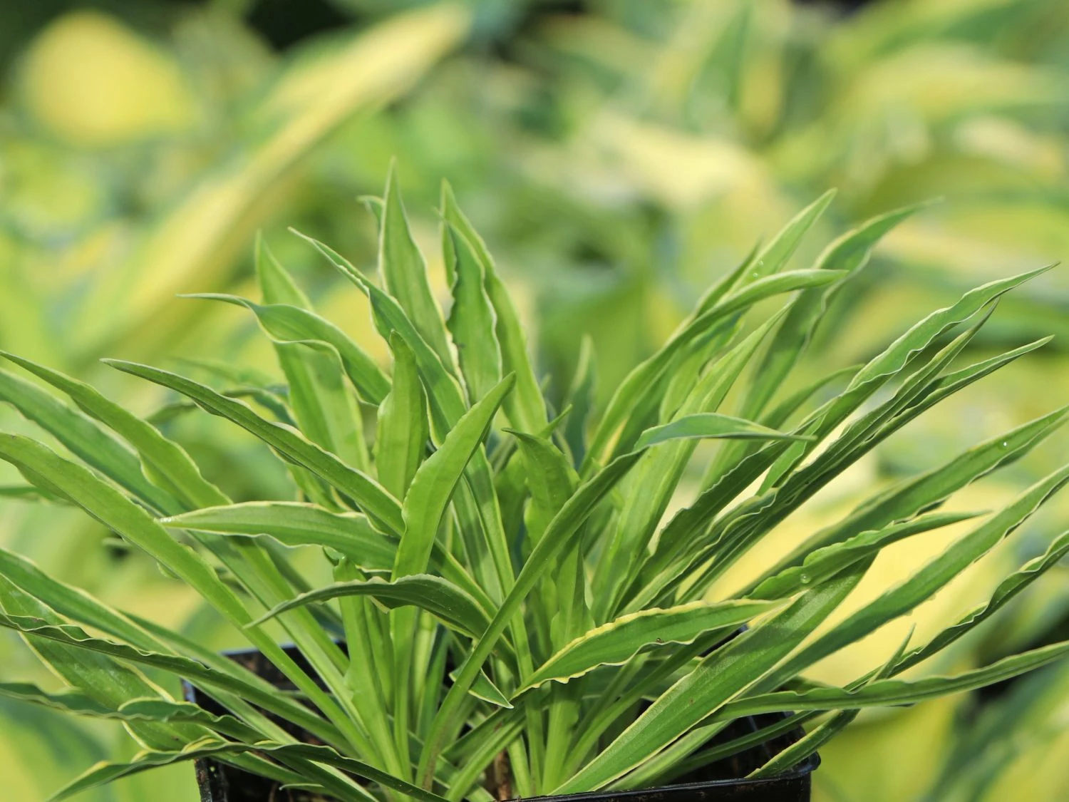 Funkie 'Stiletto' 6 Funkie 'Stiletto' – Bild 4