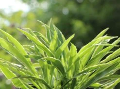 Funkie 'Stiletto' 8 Funkie 'Stiletto' -Günstiges Erd Seele Geschäft funkie stiletto m059060 w 4