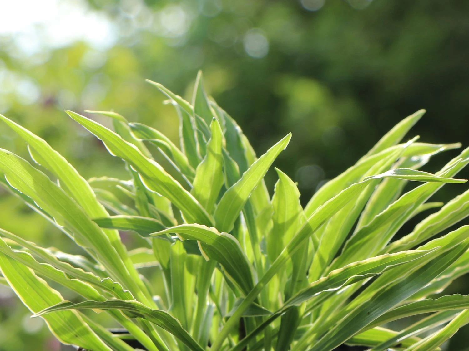 Funkie 'Stiletto' 5 Funkie 'Stiletto' – Bild 3