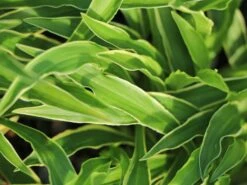 Funkie 'Stiletto' 7 Funkie 'Stiletto' -Günstiges Erd Seele Geschäft funkie stiletto m059060 w 5