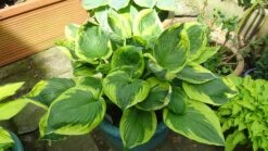 Funkie 'Twilight' -Günstiges Erd Seele Geschäft funkie twilight m059066 759601 2