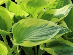 Funkie 'Twilight' -Günstiges Erd Seele Geschäft funkie twilight m059066 w 0