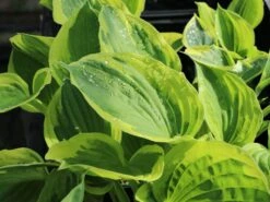 Funkie 'Twilight' -Günstiges Erd Seele Geschäft funkie twilight m059066 w 1