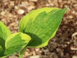 Funkie 'Twilight' -Günstiges Erd Seele Geschäft funkie twilight m059066 w 2