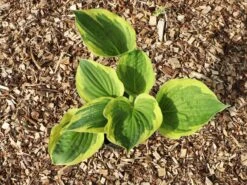 Funkie 'Twilight' -Günstiges Erd Seele Geschäft funkie twilight m059066 w 3