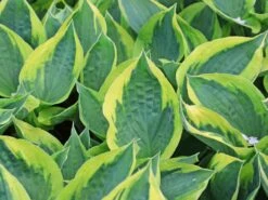 Funkie 'Twilight' -Günstiges Erd Seele Geschäft funkie twilight m059066 w 5