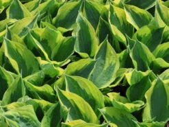 Funkie 'Twilight' -Günstiges Erd Seele Geschäft funkie twilight m059066 w 7