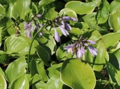 Funkie 'Winter Snow' -Günstiges Erd Seele Geschäft funkie winter snow m081880 w 0