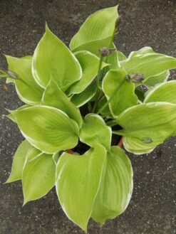 Funkie 'Winter Snow' -Günstiges Erd Seele Geschäft funkie winter snow m081880 w 1