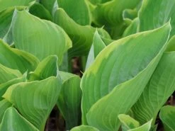 Funkie 'Winter Snow' -Günstiges Erd Seele Geschäft funkie winter snow m081880 w 3