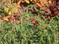 Gartenbambus 'Leasch' ® (S)
