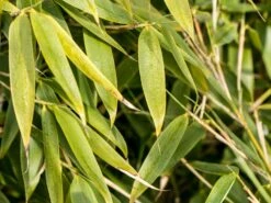 Gartenbambus 'Leasch' ® (S) -Günstiges Erd Seele Geschäft gartenbambus leasch s m092477 w 0