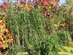 Gartenbambus 'Leasch' ® (S) -Günstiges Erd Seele Geschäft gartenbambus leasch s m092477 w 1