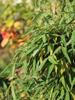 Gartenbambus 'Leasch' ® (S) -Günstiges Erd Seele Geschäft gartenbambus leasch s m092477 w 3