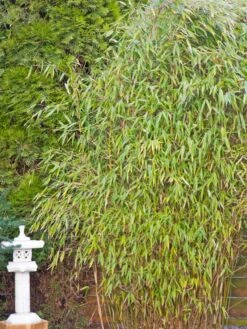 Gartenbambus 'Leasch' ® (S) -Günstiges Erd Seele Geschäft gartenbambus leasch s m092477 w 4