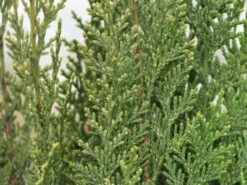 Gartenzypresse 'White Spot'