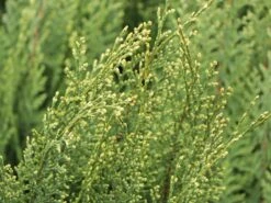 Neu eingetroffen -Günstiges Erd Seele Geschäft gartenzypresse white spot m002056 w 0