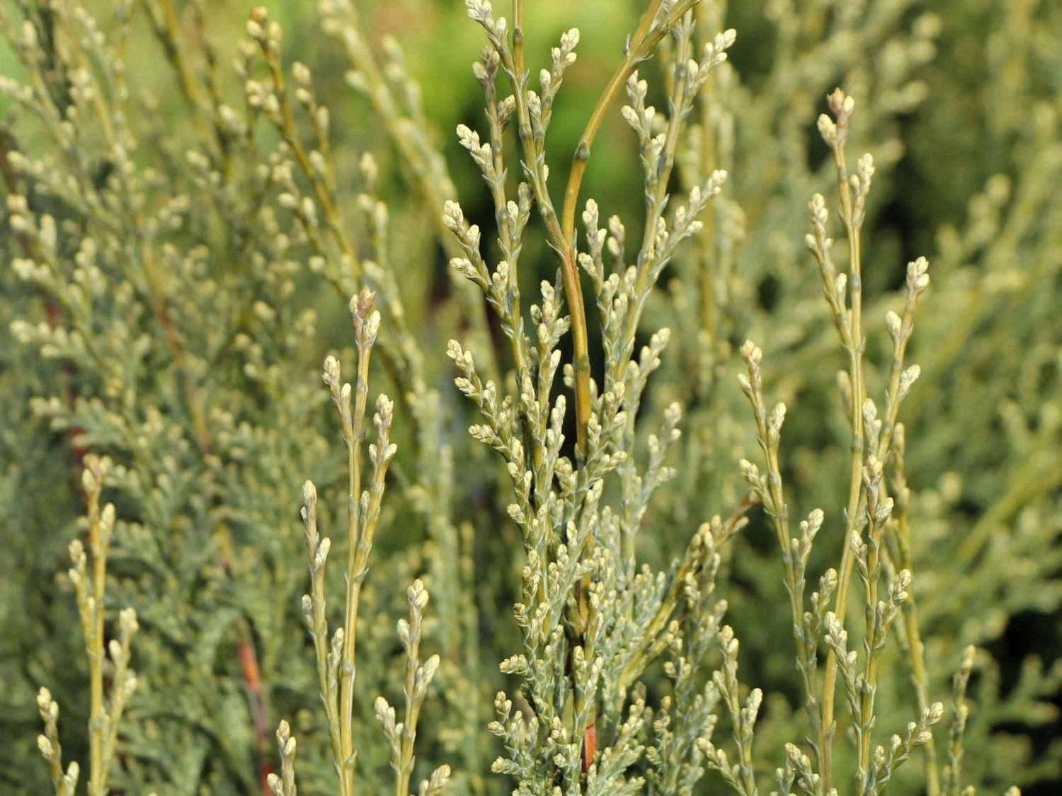 Gartenzypresse 'White Spot' 5 Gartenzypresse 'White Spot' – Bild 3