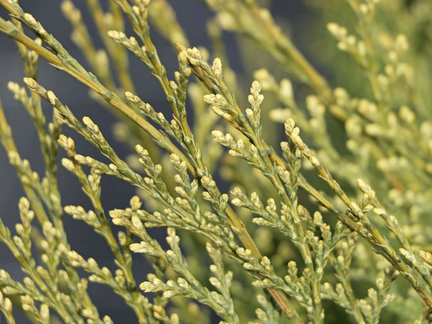 Gartenzypresse 'White Spot' 7 Gartenzypresse 'White Spot' – Bild 5