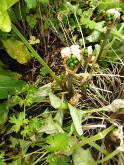 Geaderter Aronstab -Günstiges Erd Seele Geschäft geaderter aronstab m010939 1455124 0