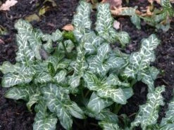 Geaderter Aronstab -Günstiges Erd Seele Geschäft geaderter aronstab m010939 w 0