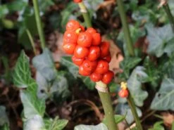 Geaderter Aronstab -Günstiges Erd Seele Geschäft geaderter aronstab m010939 w 2