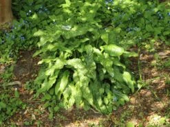 Geaderter Aronstab -Günstiges Erd Seele Geschäft geaderter aronstab m010939 w 5