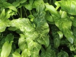 Geaderter Aronstab -Günstiges Erd Seele Geschäft geaderter aronstab m010939 w 6