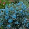 Gebogener Lerchensporn 'Porcelain Blue' -Günstiges Erd Seele Geschäft gebogener lerchensporn porcelain blue m117865 h 0