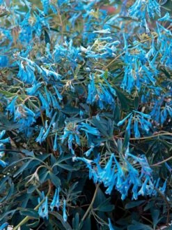 Gebogener Lerchensporn 'Porcelain Blue' -Günstiges Erd Seele Geschäft gebogener lerchensporn porcelain blue m117865 w 0