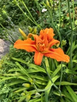 Gefülltblühende Taglilie 'Kwanso' -Günstiges Erd Seele Geschäft gefuelltbluehende taglilie kwanso m045475 193676 0