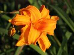 Gefülltblühende Taglilie 'Kwanso' -Günstiges Erd Seele Geschäft gefuelltbluehende taglilie kwanso m045475 w 0