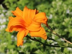 Gefülltblühende Taglilie 'Kwanso' -Günstiges Erd Seele Geschäft gefuelltbluehende taglilie kwanso m045475 w 1