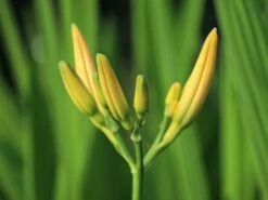 Gefülltblühende Taglilie 'Kwanso' -Günstiges Erd Seele Geschäft gefuelltbluehende taglilie kwanso m045475 w 2