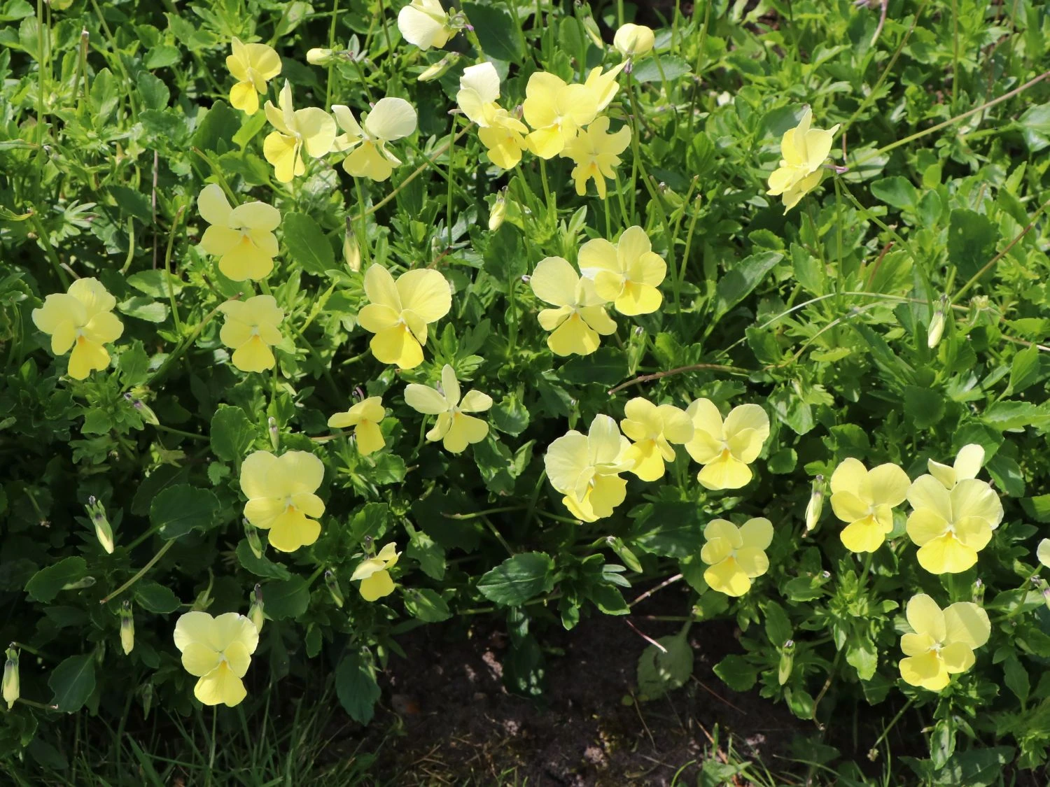 Hornveilchen / Gehörntes Stiefmütterchen 'Beshlie' 3 Hornveilchen / Gehörntes Stiefmütterchen 'Beshlie'