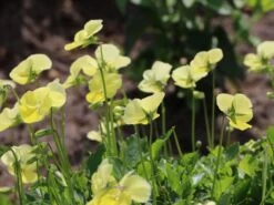 Hornveilchen / Gehörntes Stiefmütterchen 'Beshlie' 14 Hornveilchen / Gehörntes Stiefmütterchen 'Beshlie' -Günstiges Erd Seele Geschäft gehoerntes stiefmuetterchen beshlie m060755 w 0