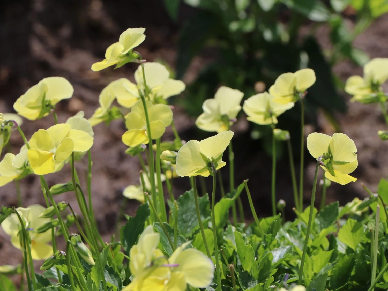 Hornveilchen / Gehörntes Stiefmütterchen 'Beshlie' 5 Hornveilchen / Gehörntes Stiefmütterchen 'Beshlie' – Bild 3