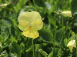 Hornveilchen / Gehörntes Stiefmütterchen 'Beshlie' 16 Hornveilchen / Gehörntes Stiefmütterchen 'Beshlie' -Günstiges Erd Seele Geschäft gehoerntes stiefmuetterchen beshlie m060755 w 1