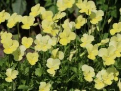 Hornveilchen / Gehörntes Stiefmütterchen 'Beshlie' 18 Hornveilchen / Gehörntes Stiefmütterchen 'Beshlie' -Günstiges Erd Seele Geschäft gehoerntes stiefmuetterchen beshlie m060755 w 2