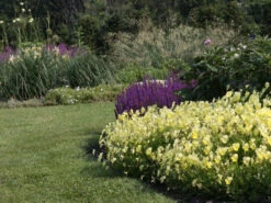 Hornveilchen / Gehörntes Stiefmütterchen 'Beshlie' 20 Hornveilchen / Gehörntes Stiefmütterchen 'Beshlie' -Günstiges Erd Seele Geschäft gehoerntes stiefmuetterchen beshlie m060755 w 3