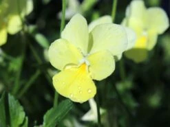 Hornveilchen / Gehörntes Stiefmütterchen 'Beshlie' 21 Hornveilchen / Gehörntes Stiefmütterchen 'Beshlie' -Günstiges Erd Seele Geschäft gehoerntes stiefmuetterchen beshlie m060755 w 4